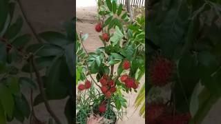 New technique for growing Rambutan plant rambutan rambutangrafting farming viral shorts [upl. by Meng]