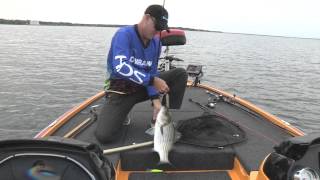 Lake Tawakoni TX Hybrid Stripers SNEAK PEEK PREVIEW [upl. by Mears]