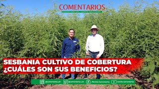 Sesbania cultivo de cobertura ¿cuaés son sus beneficios [upl. by Odnolor]