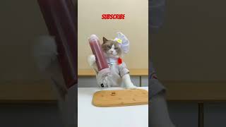 Cat cooking small burger🐱 [upl. by Anihpesoj]