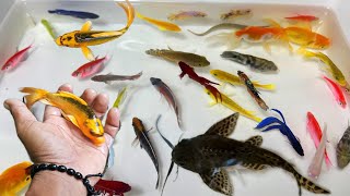 Find colorful Ornamental fish Betta fish koi fish koki fish Channa fish catfish animal videos [upl. by Breena]