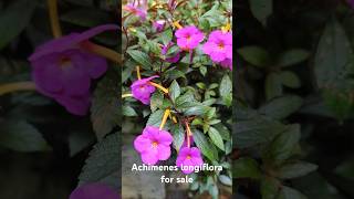 Achimenes longiflora for salecontact 8848548939 achimenes flowers shorts garden plants online [upl. by Nick]