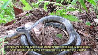 Story on the King Cobra Ophiophagus hannah quotराजगोमन कालीनागको कथाquot [upl. by Elleb]