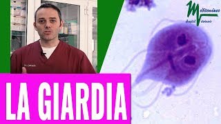 GIARDIA EN PERROSTODO LO QUE NECESITAS SABER SOBRE LA GIARDIASIS EN PERROS Y GATOS [upl. by Yneffit]