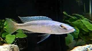 Champsochromis spilorhynchus  Cichlidae [upl. by Ydderf]