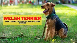 Welsh Terrier Everything You Should Know Before Buying [upl. by Ilil]