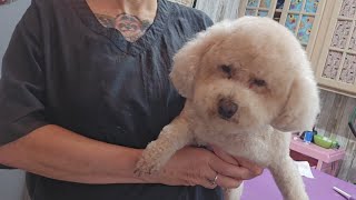 Bichon Poodle mix dog grooming haircut [upl. by Atiuqahc]