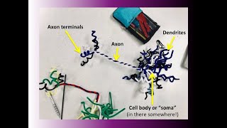 Membrane polarization [upl. by Gervais631]