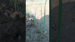 Best herbicide for weeds control in garlic field  farming  farming garlic [upl. by Ailam]