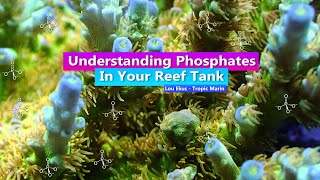 Understanding Phosphate in your reef tank  With Lou Ekus  Tropic Marin [upl. by Magna387]