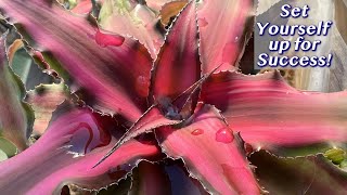 Earth Star Plant Care How To Repot Cryptanthus [upl. by Yunfei146]