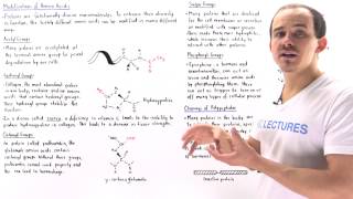 Modification of Amino Acids [upl. by Paloma]