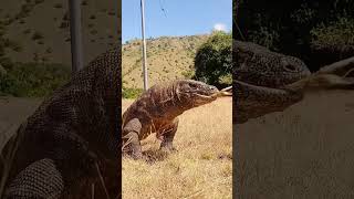 Komodo Dragon Swallow Goat Spesial Video [upl. by Kirima]