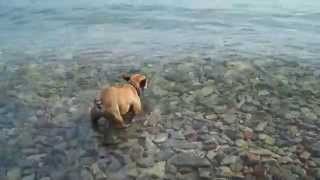 Flathead Lake playing in the water [upl. by Vedis]