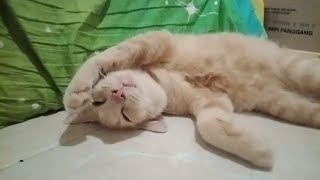 Cute cats sleeping  cats sleeping time  cats vidios [upl. by Celesta]