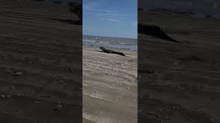 Southeast Texas beaches 😂Gator crushing a bull redfish gulfcoast sabinepass fishing aligator [upl. by Salinas]