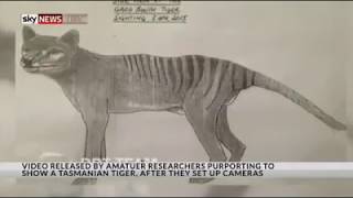 New footage of possible ThylacineTasmanian tiger  Sky News [upl. by Wilmer434]