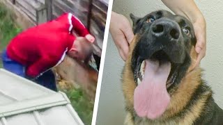 Dog Rescued From Abusive Owner By The RSPCA [upl. by Veron]