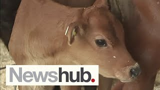 Fonterra bans milk suppliers from killing newborn bobby calves  Newshub [upl. by Guibert546]