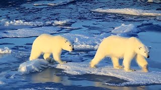 MOSAiC  Measuring the melting ice caps of the Arctic [upl. by Salena]