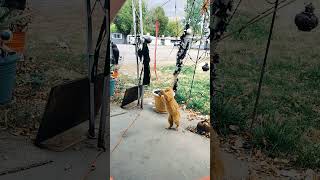 Dodger wildones catplaying outdoorcats october catlovers subscribe [upl. by Seely]