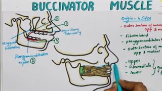 Buccinator Muscle Origin Insertion Nerve Supply  Actions [upl. by Forester]