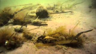 Cape Cod Tidal Pools [upl. by Schweiker985]