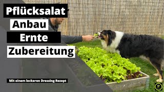 Salat säen und ernten  Rezept [upl. by Leirum183]