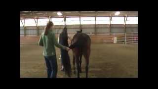 Horse Health and Disease Neurologic Exam [upl. by Willy]