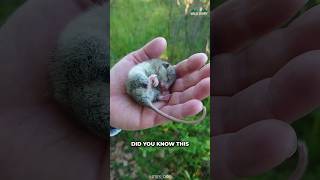 Dormouse  A Cute Rodent You Might Not Heard Of [upl. by Cand]