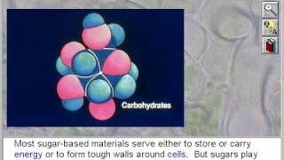 Biochemistry Chemistry of Carbohydrates and Lipids Part 1 [upl. by Ellegna]