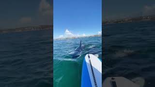 ¿Qué harías si te encuentras rodeado de orcas mientras estás en un kayak 🛶🐋 curiosidadesshorts [upl. by Tem]