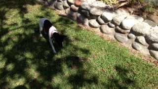 Old Min Pin Shows New Rat Terrier How Its Done [upl. by Eversole130]