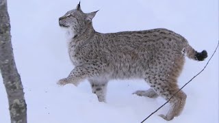 Lynx Jumps 2 Metres Straight Up  Deadly 60  Series 2  BBC Earth [upl. by Eahsram]