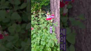 ✨️핫립세이지꽃 flowers garden 힐링 kpop shorts송가인 [upl. by Yelnet]