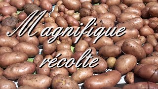 MAGNIFIQUE RECOLTE DE POMMES DE TERRE [upl. by Emelin]