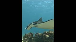 Mantarraya de arrecife Mobula Alfredi [upl. by Salocin112]