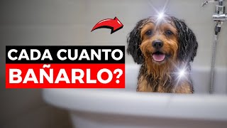 🚨 Debes SABER ESTO ✅ Cada Cuantos DIAS Se DEBE BAÑAR Un PERRO [upl. by Eedyah]