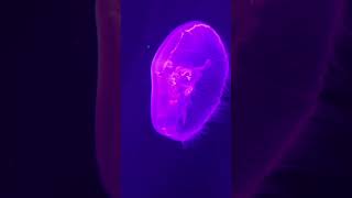 When I’m feeling stressed out I watch jellyfish sleepy sleepsounds underwater [upl. by Alletse]