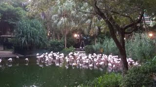 Birds Lake we encounter many swan here 🦢 [upl. by Amal365]