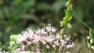 Ammophila sabulosa  kutilka písečná  Redbanded Sand Wasp [upl. by Divaj]