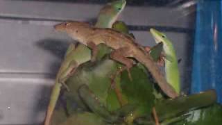 Behold Anoles [upl. by Esinert486]