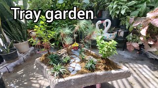 tray garden  how to make tray garden  pine tree tray garden idea  ‎surbhisplants7180 [upl. by Sophia]