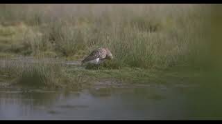 resting curlew [upl. by Ellennoj]