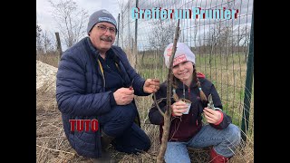 TUTO greffer un prunier  Contente de multiplier les variétés cultivées par mon arrière grand père [upl. by Anavrin]