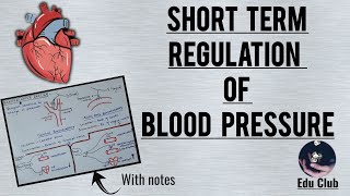 Short term regulation of blood pressure  Baroreceptor reflex  Cardiovascular Physiology [upl. by Jahn]