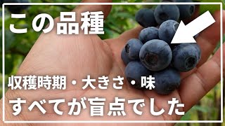 【驚愕】ラビットアイ系なのに６月から収穫出来て大粒で美味しいブルーベリー [upl. by Vernen890]