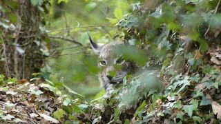 lynx à laffut [upl. by Greenebaum432]