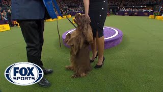 Bean the Sussex Spaniel wins the Sporting Group  WESTMINSTER DOG SHOW 2018  FOX SPORTS [upl. by Jarietta]