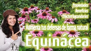 Equinácea propiedades medicinales Efectos secundarios contraindicaciones equinacea [upl. by Darice]